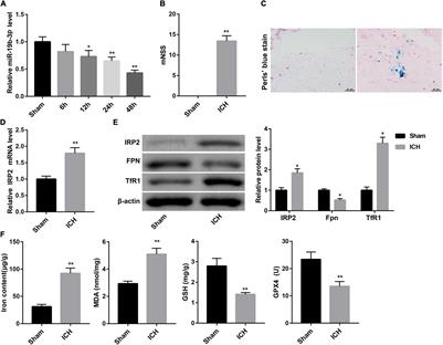 Exosomes From miR-19b-3p-Modified ADSCs Inhibit Ferroptosis in Intracerebral Hemorrhage Mice